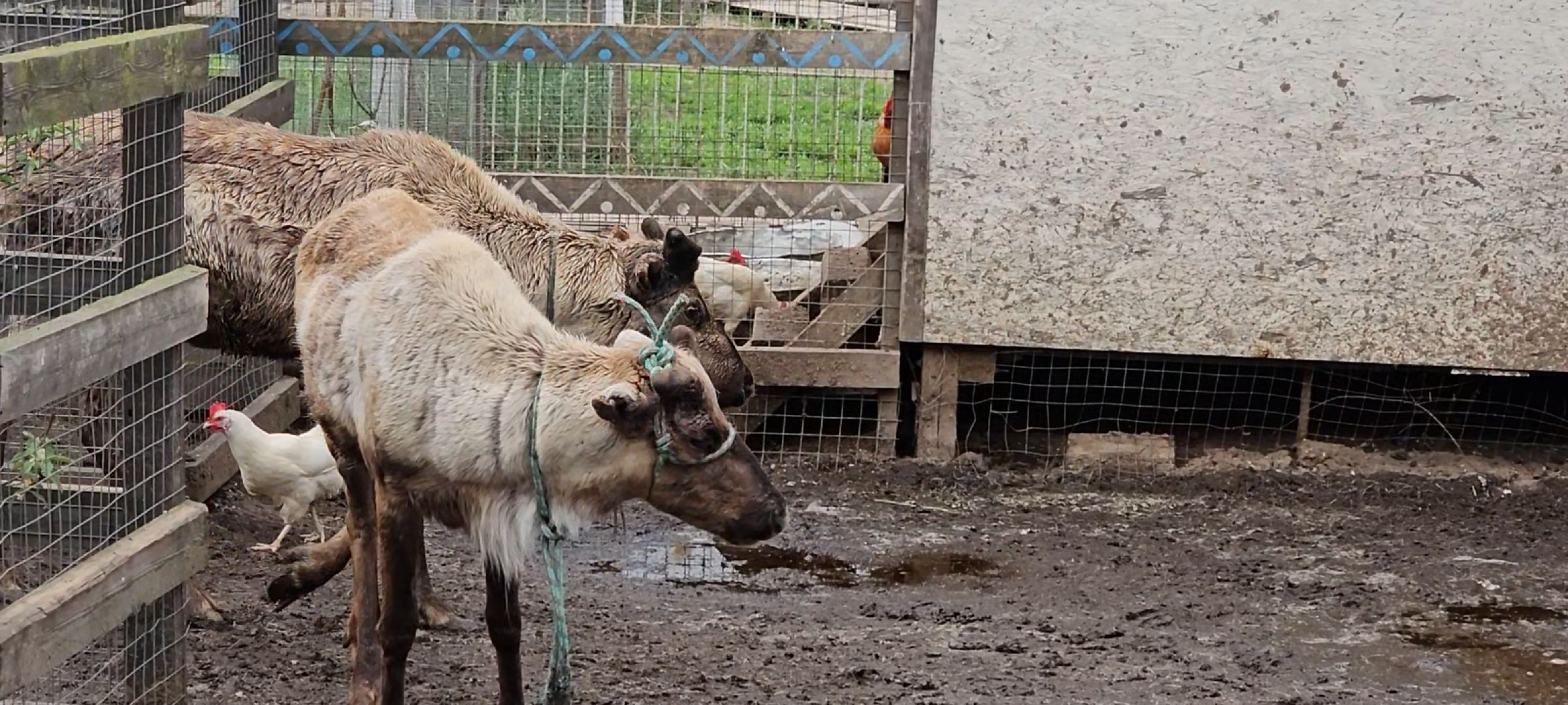 оленья ферма, Дзержинский, трудотерапия