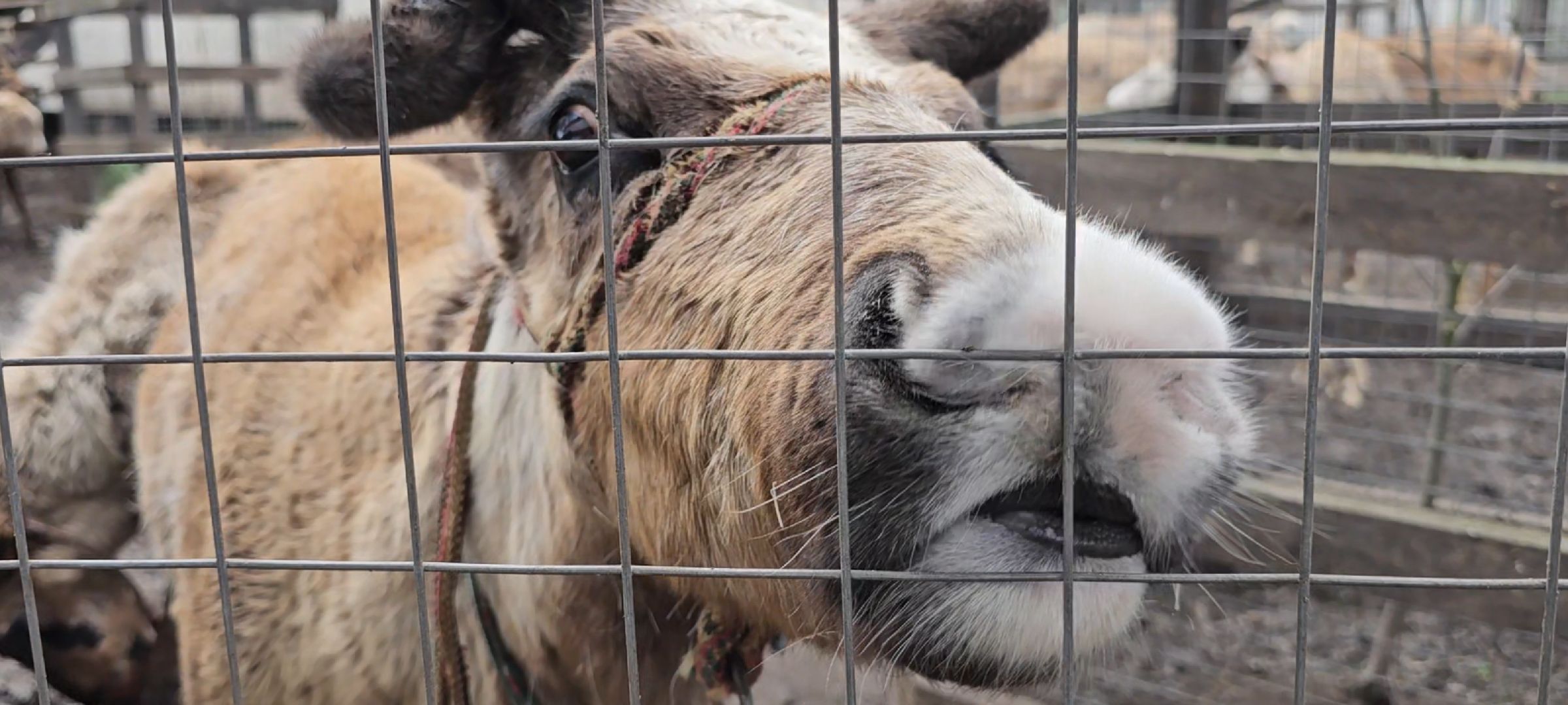 оленья ферма, Дзержинский, трудотерапия