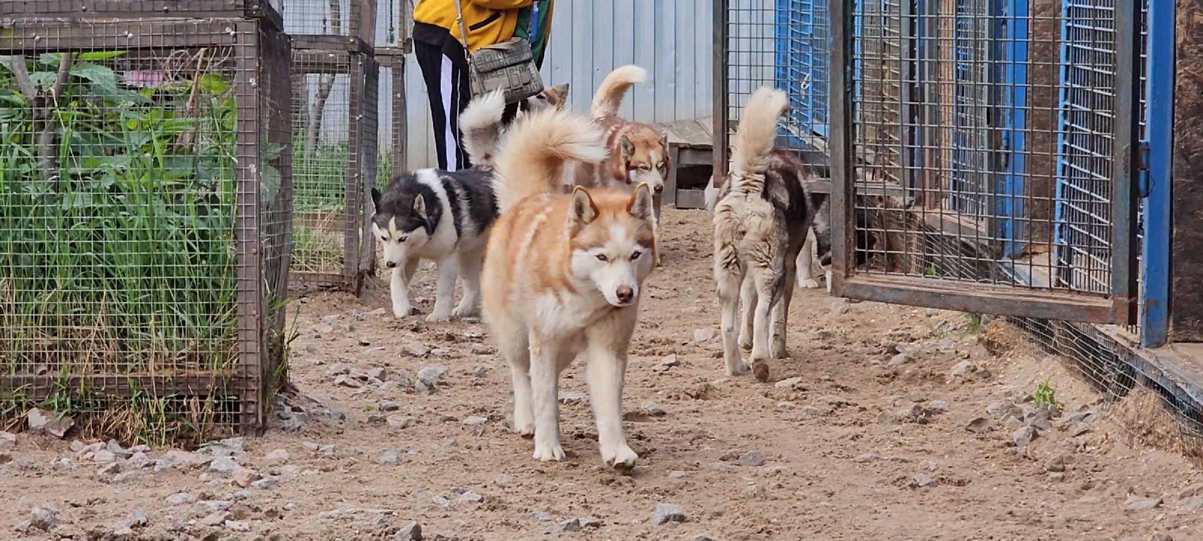 оленья ферма, Дзержинский, трудотерапия