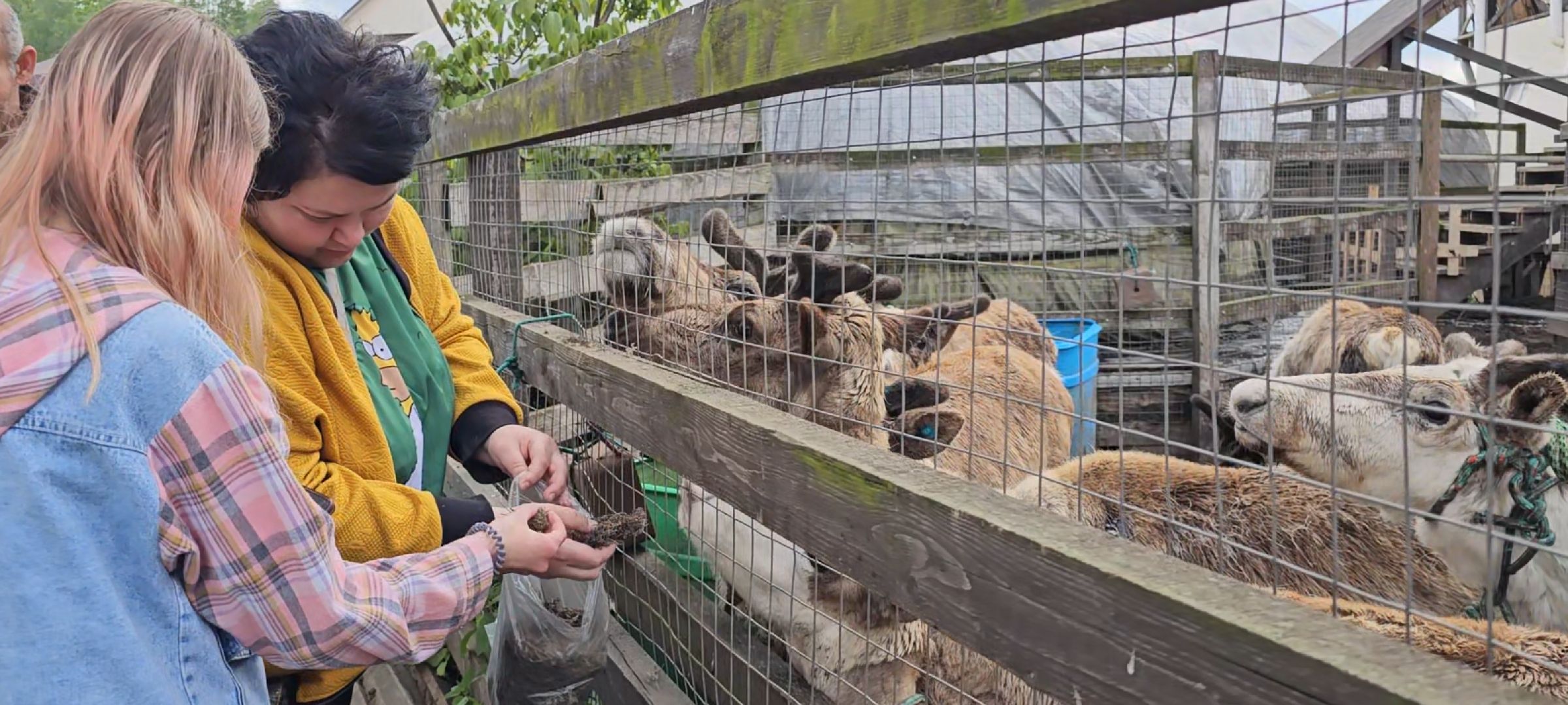 оленья ферма, Дзержинский, трудотерапия