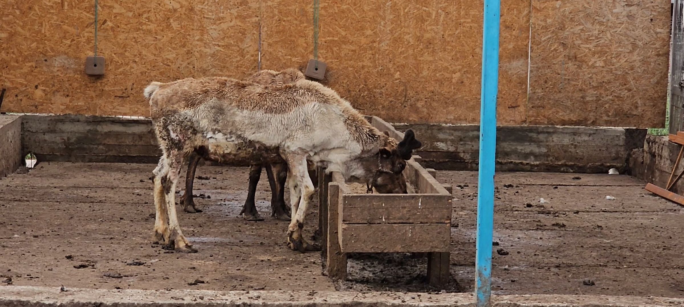 оленья ферма, Дзержинский, трудотерапия