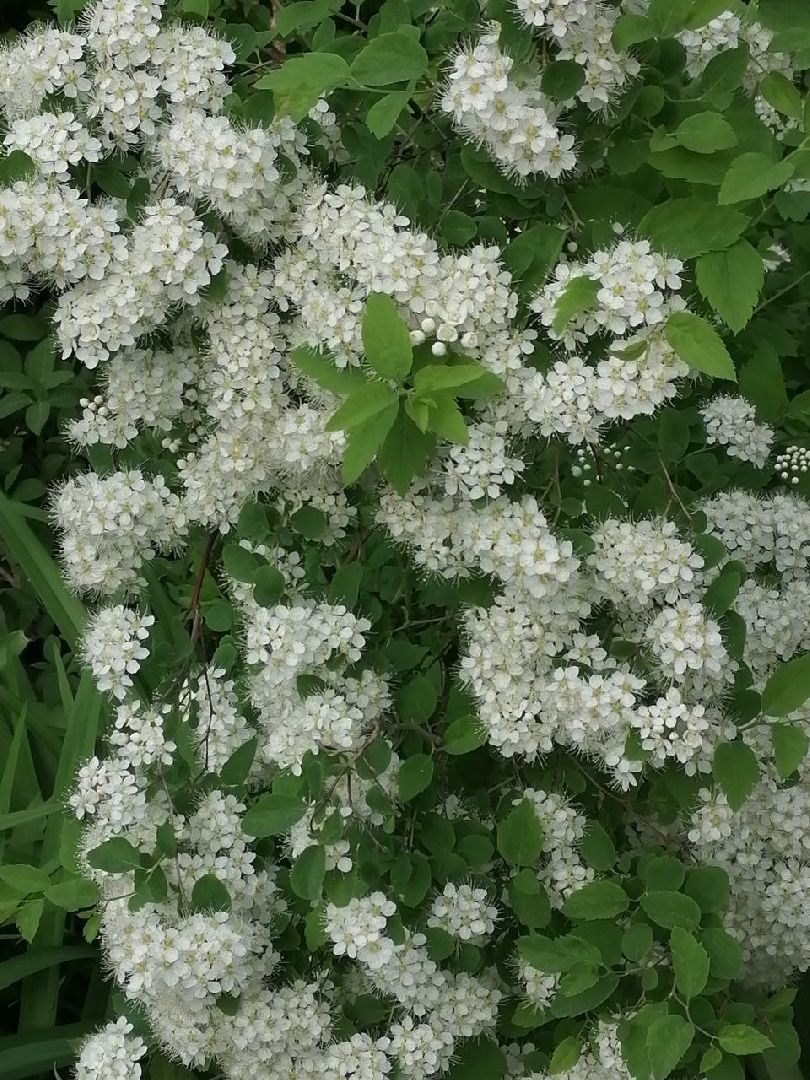 туризм, серпухов, дворы, благоустройство, туристические тропы, цветы, палисадники,