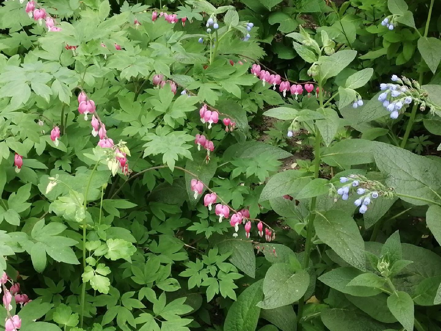 туризм, серпухов, дворы, благоустройство, туристические тропы, цветы, палисадники,