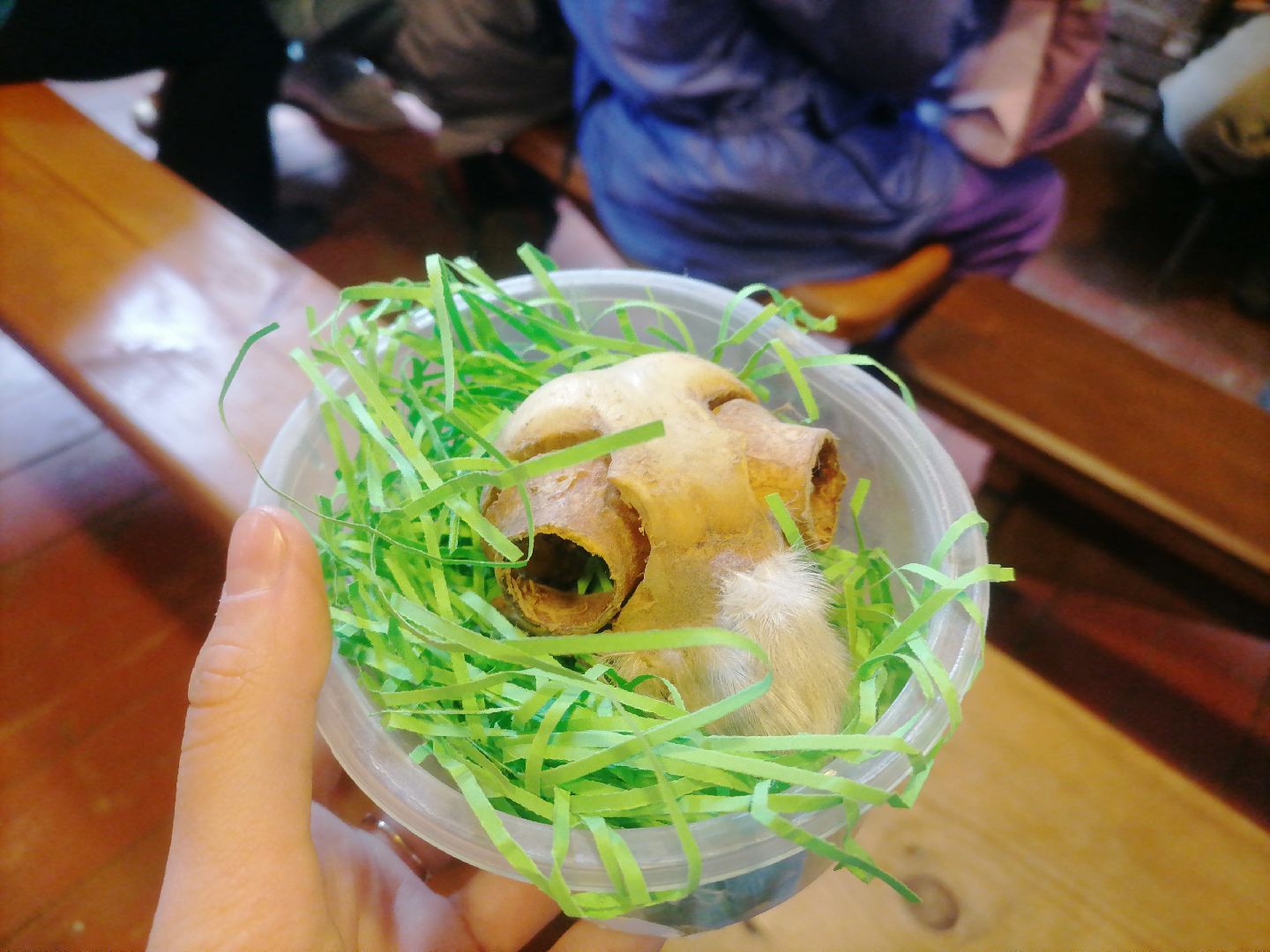 #музейболот, #талдомскийокруг, #совиныйфестиваль, #совы, #лекции