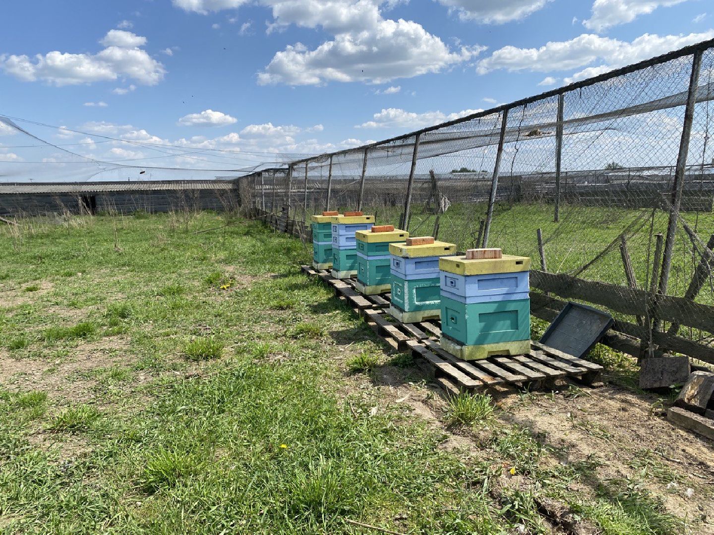Чехов, ферма пчелы, ульи, мед, опыление