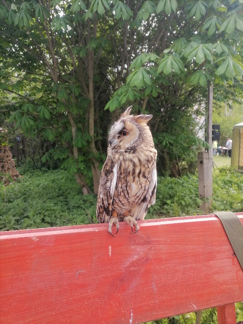 #талдомскийокруг, #совы, #центрреабилитации, #Переславль-Залесский, #птицы