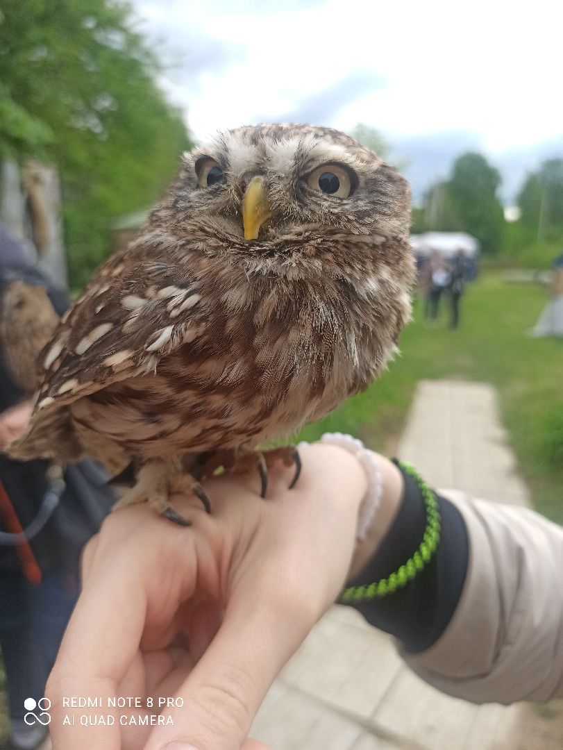 #талдомскийокруг, #совы, #центрреабилитации, #Переславль-Залесский, #птицы