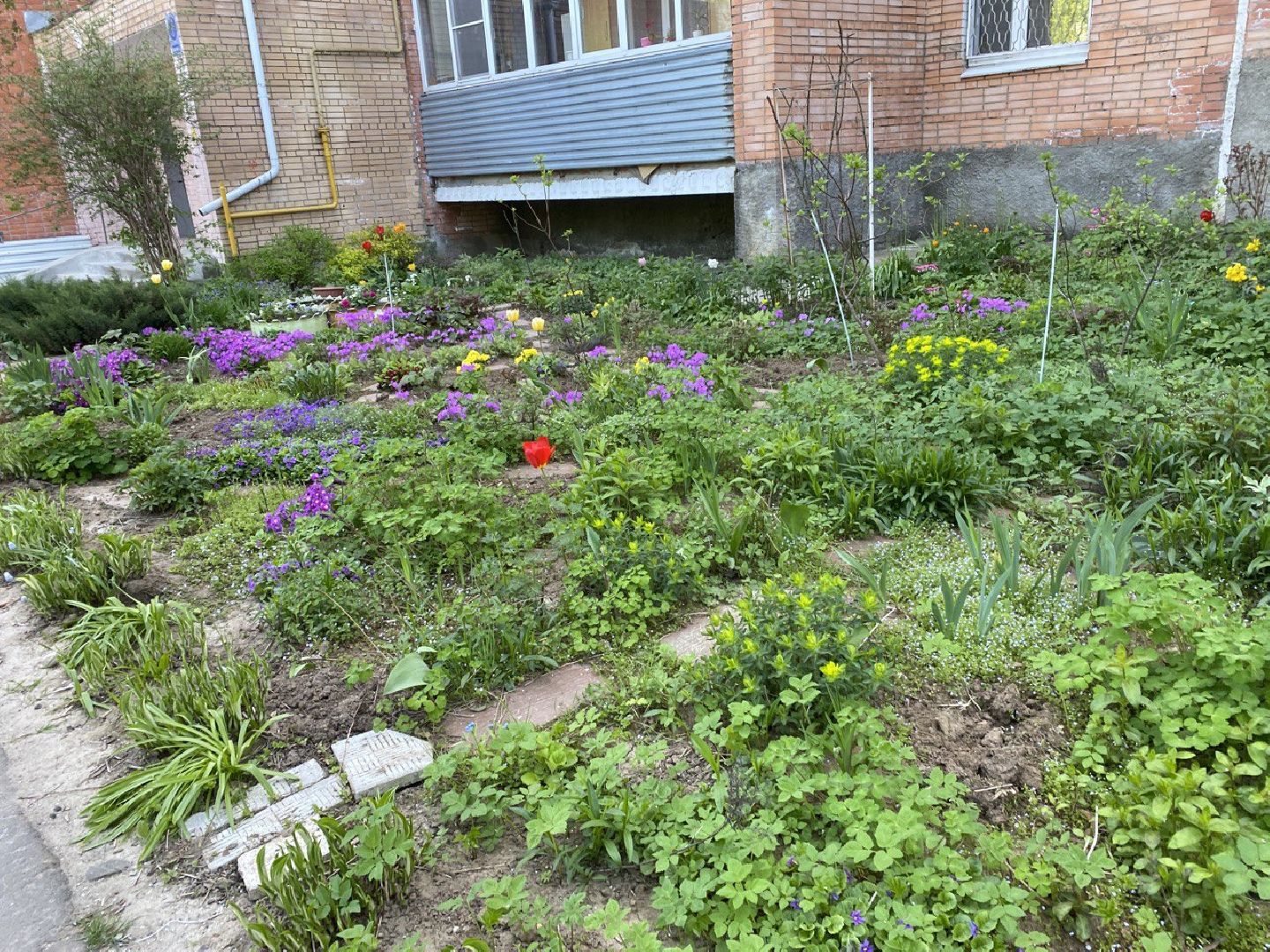 Чехов, благоустройство, житель, сад, МКД