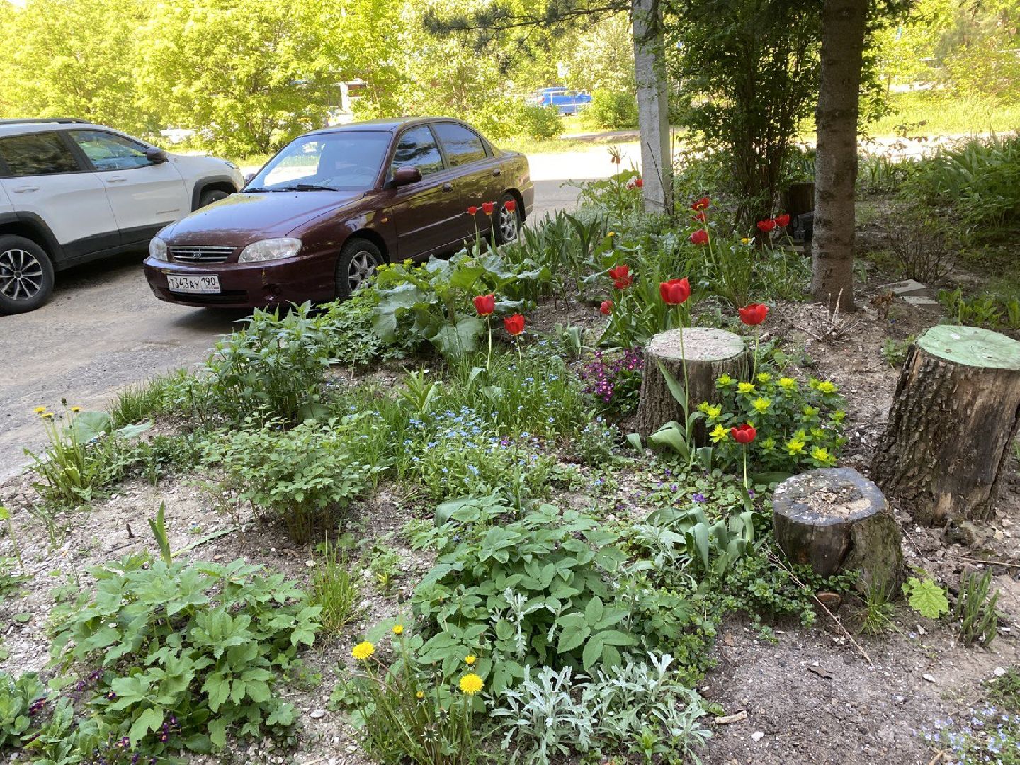 Чехов, благоустройство, житель, сад, МКД