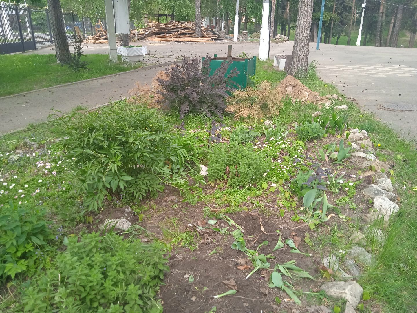 Город-сад, растения, пересадка, реконструкция, парк, Жуковский