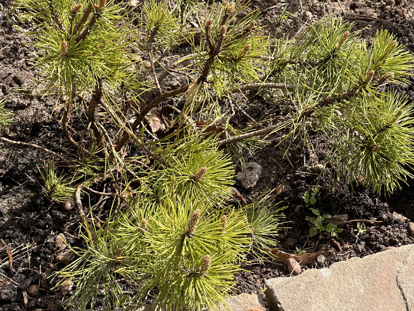 Одинцово, Парки Подмосковья, Советы Дачникам