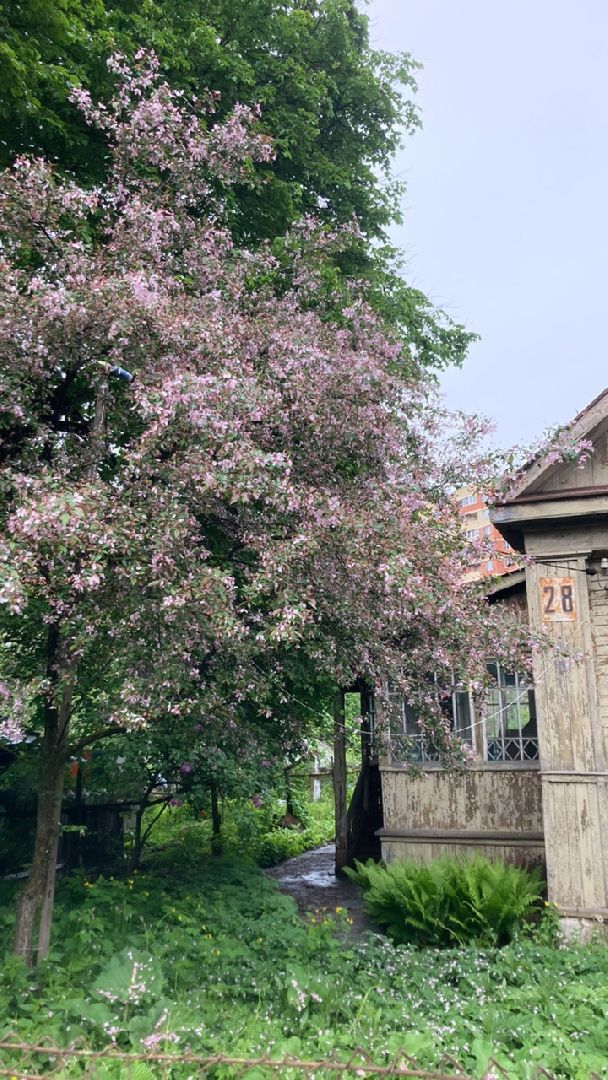 Солнечногорск, яблони, весна, цветение, туризм