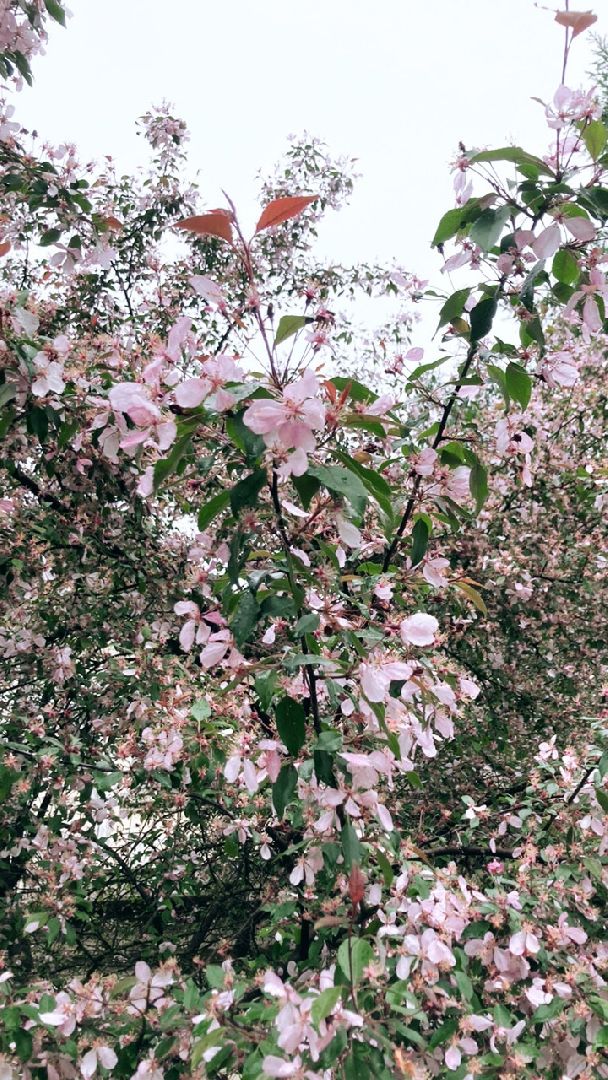 Солнечногорск, яблони, весна, цветение, туризм