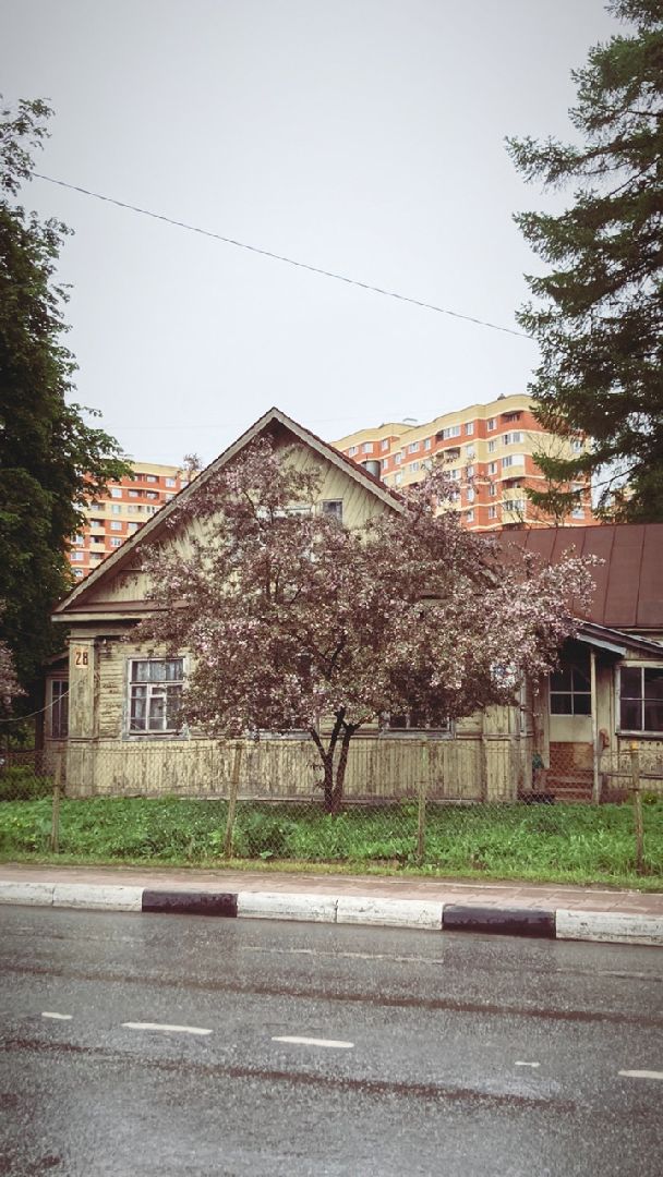 Солнечногорск, яблони, весна, цветение, туризм