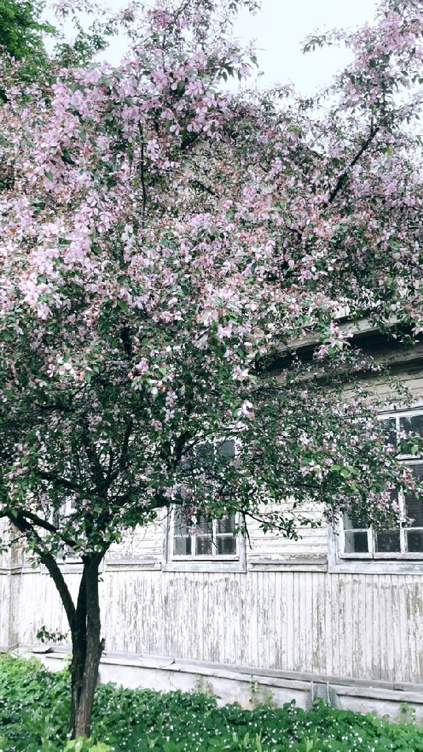 Солнечногорск, яблони, весна, цветение, туризм