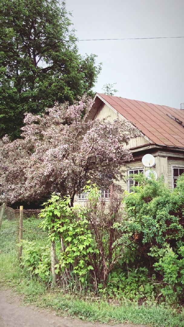 Солнечногорск, яблони, весна, цветение, туризм