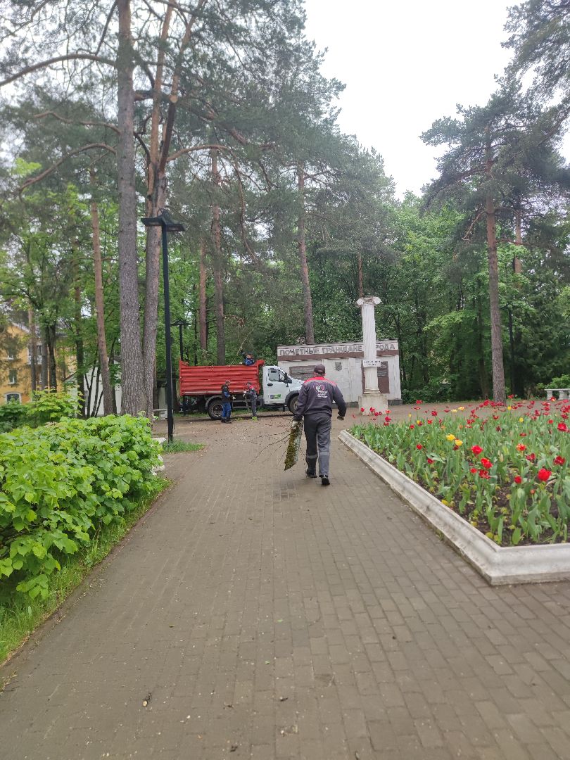 Опиловка деревьев, благоустройство, ЖКХ, Дубна