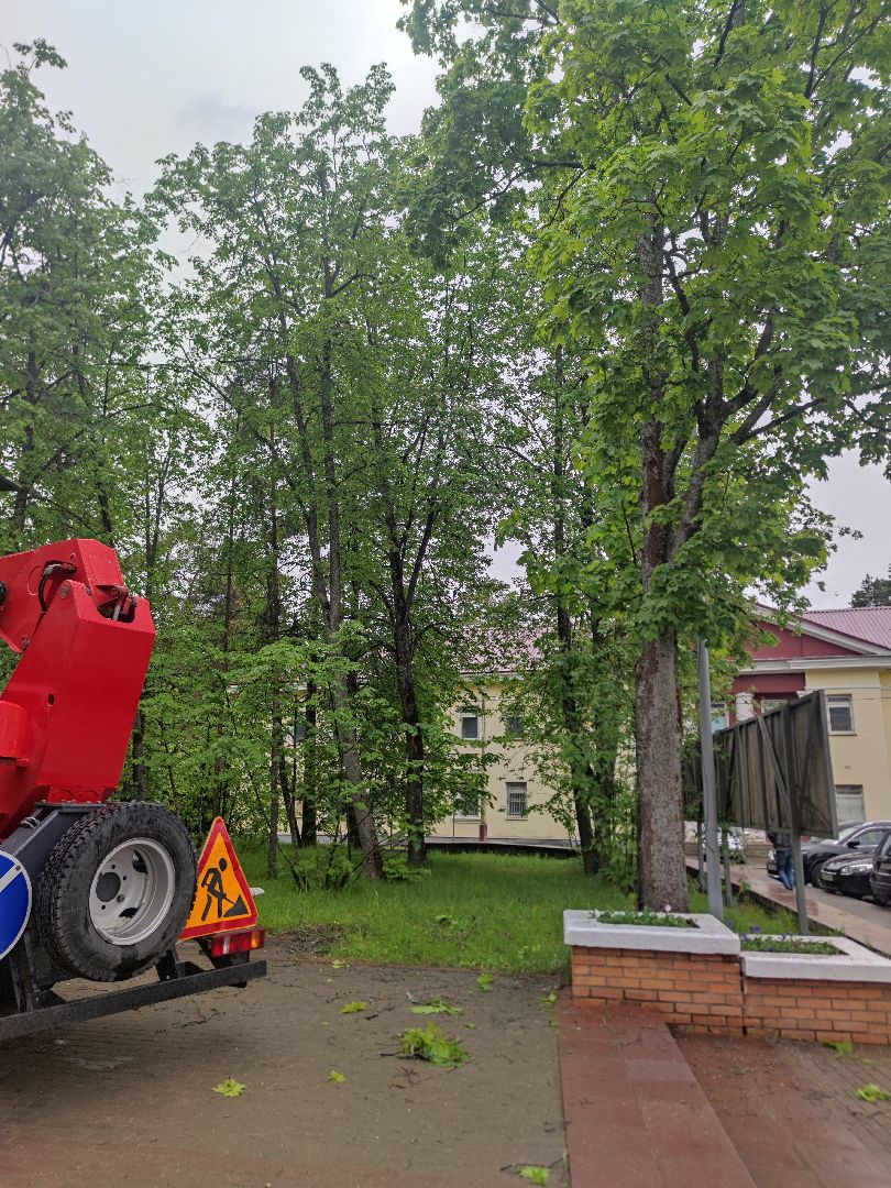 Опиловка деревьев, благоустройство, ЖКХ, Дубна
