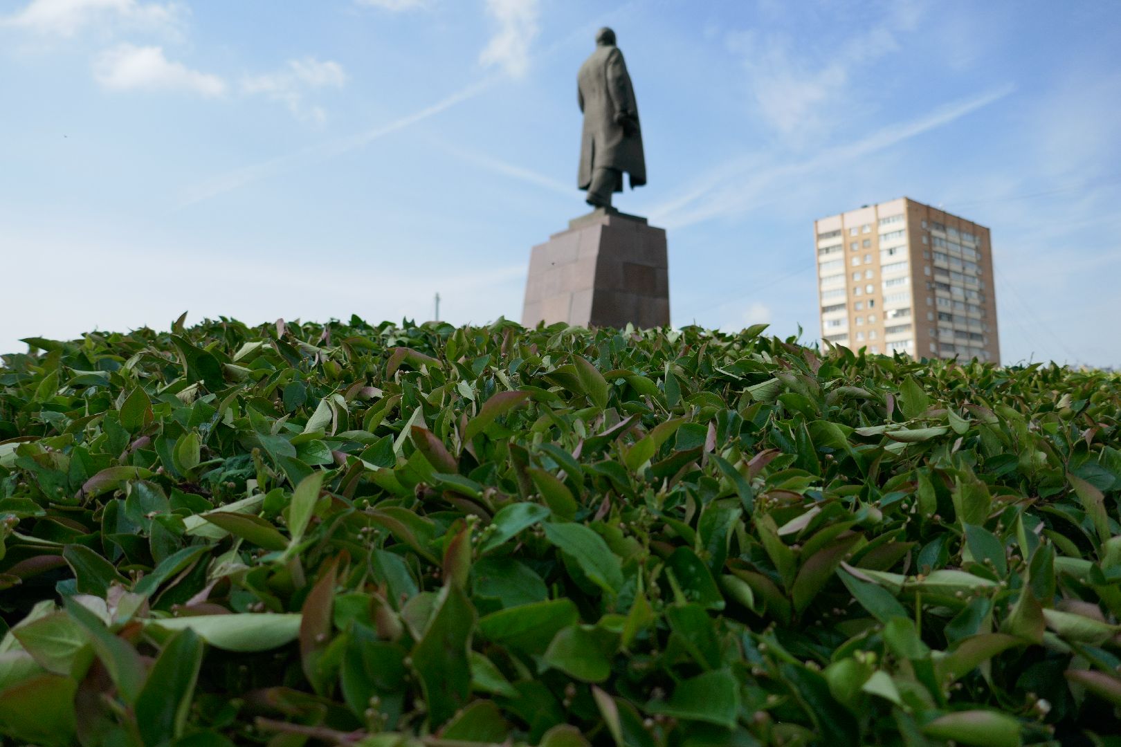 Подольск, благоустройство, кустарники, декор, растения, красота, Подольский комбинат благоустройства, кусторез, парк, сквер, природа