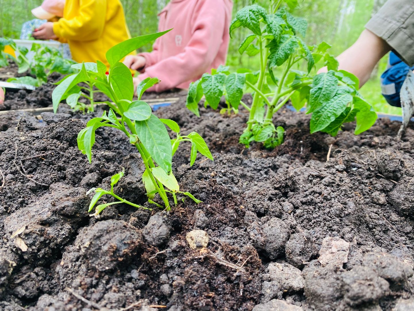 Домодедово, общественный огород, парк, дети, огород