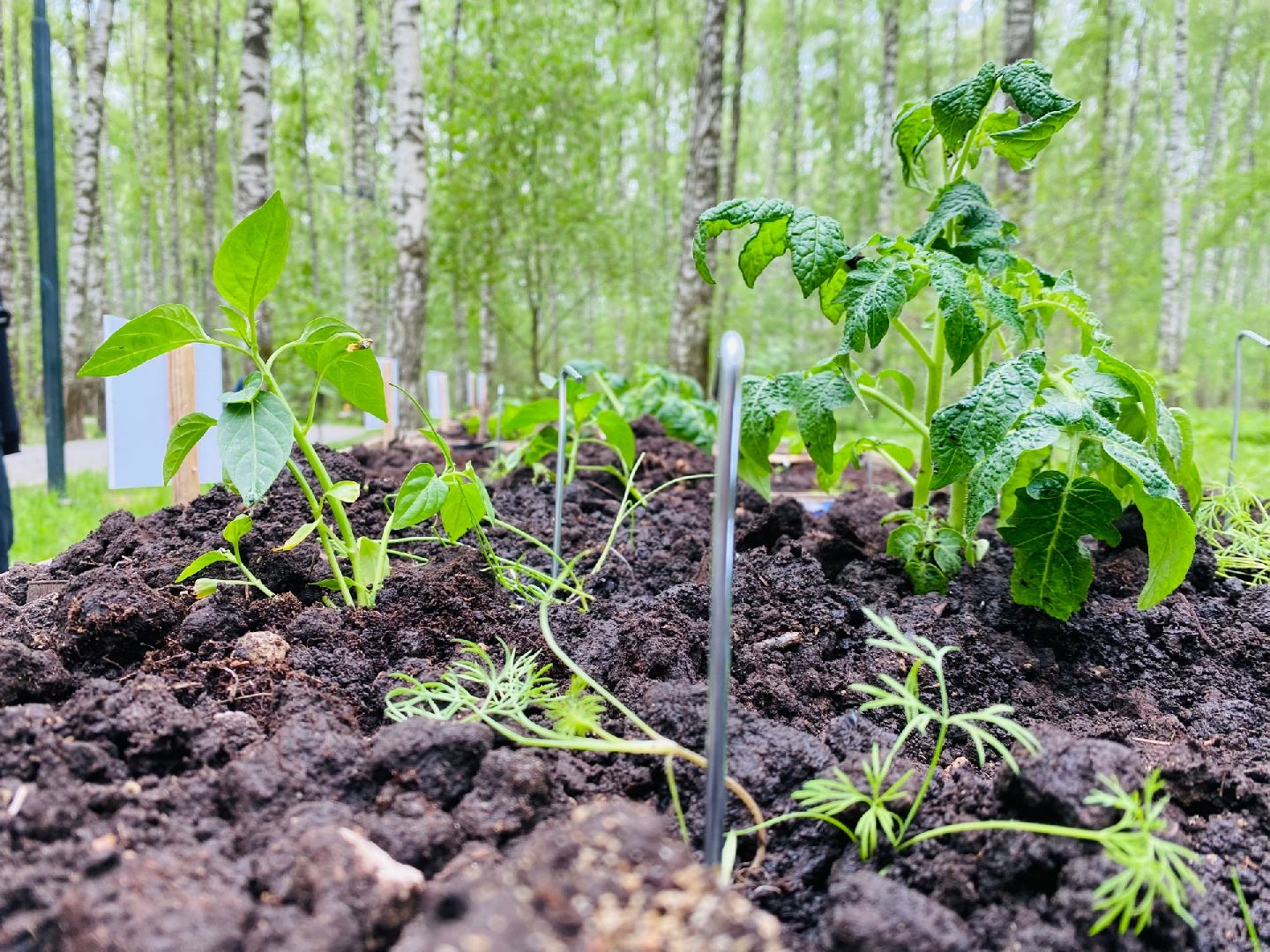 Домодедово, общественный огород, парк, дети, огород