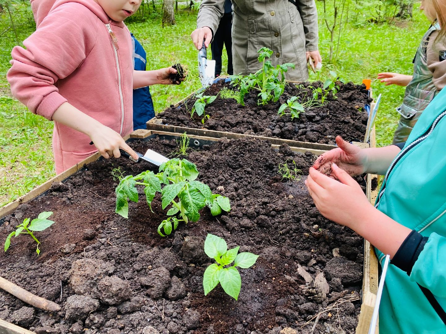 Домодедово, общественный огород, парк, дети, огород