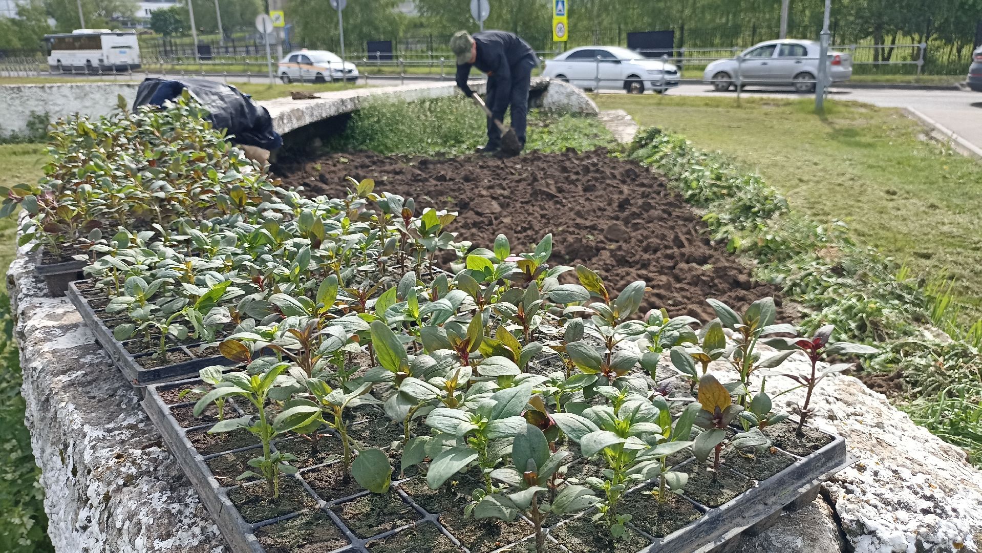 Серпухов, Подмосковье, цветы, посадка, благоустройство