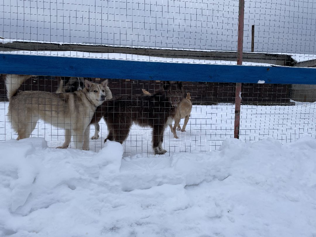 Клин, общество