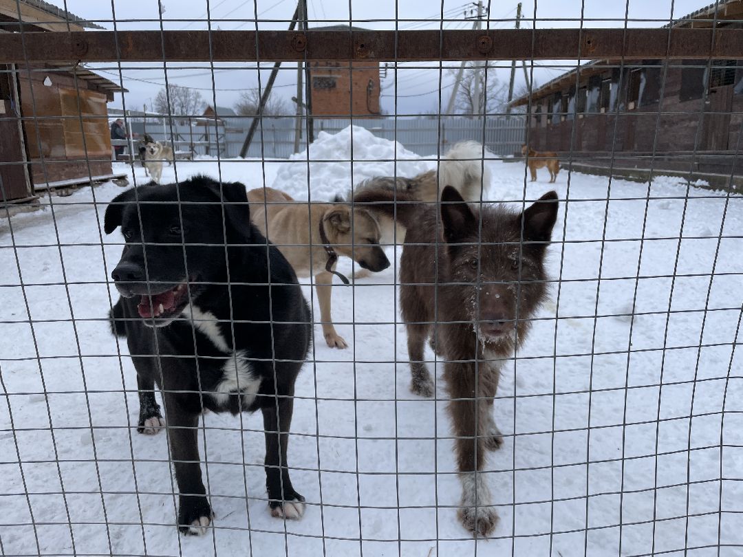 Клин, общество