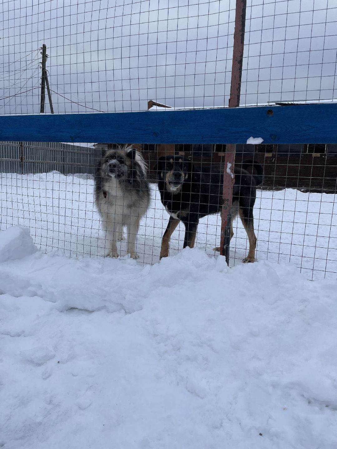 Клин, общество