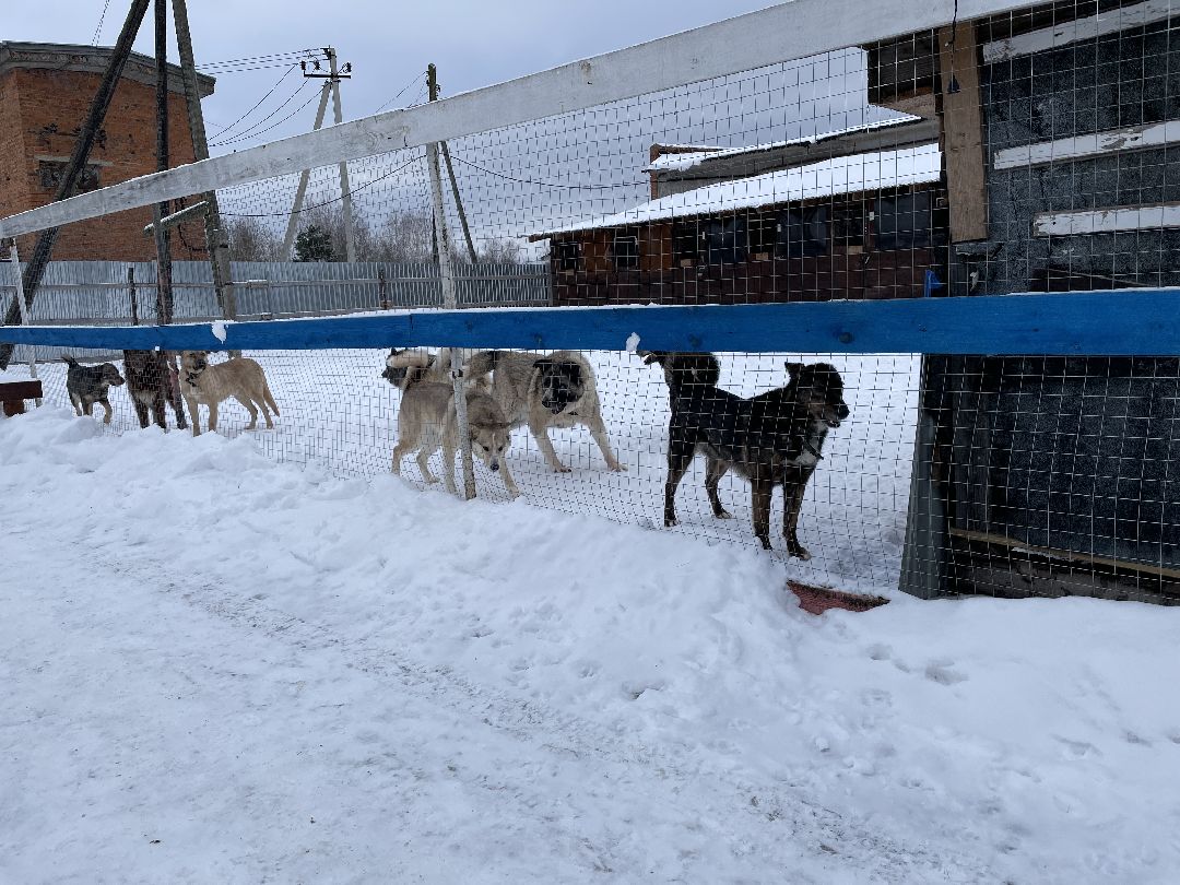 Клин, общество