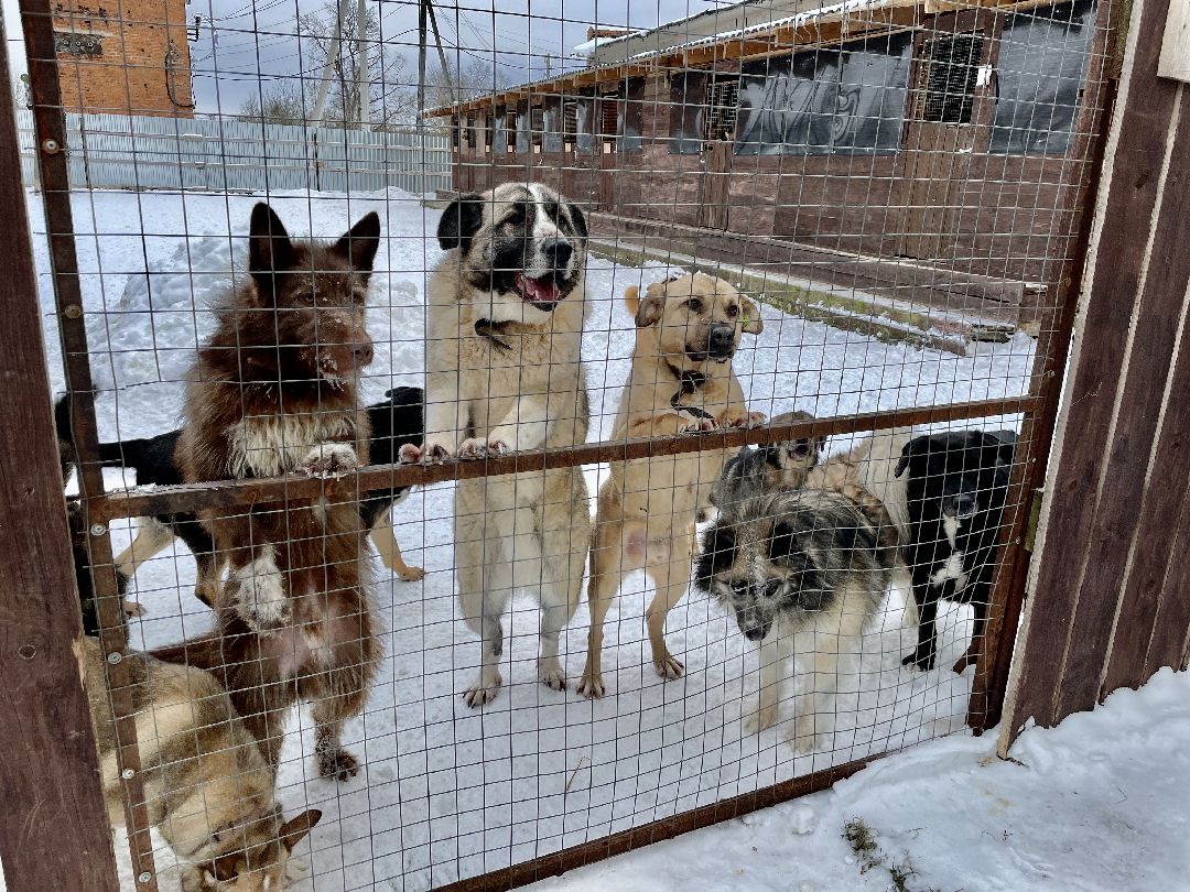 Клин, общество