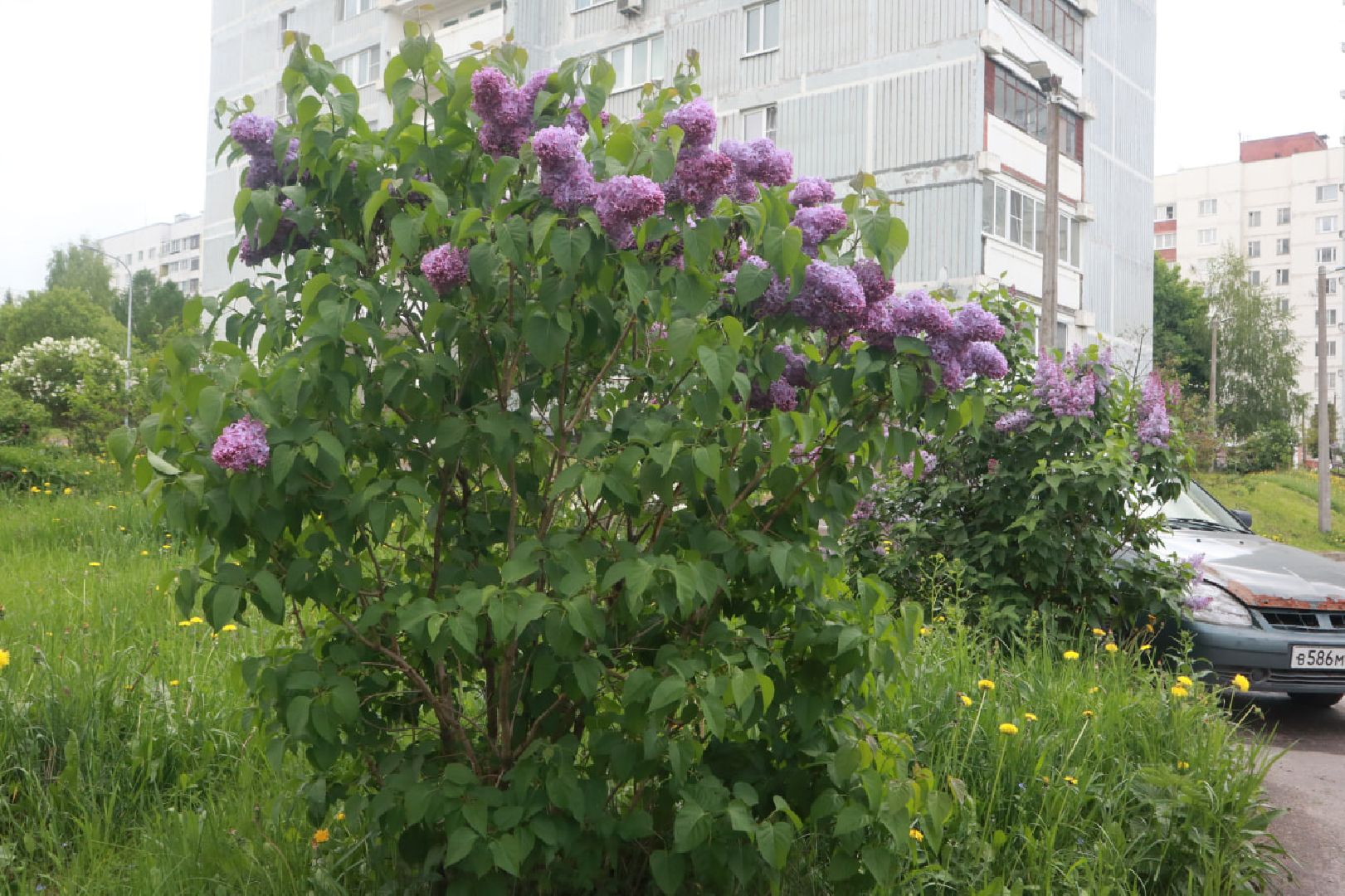 Пущино, экология, благоустройство