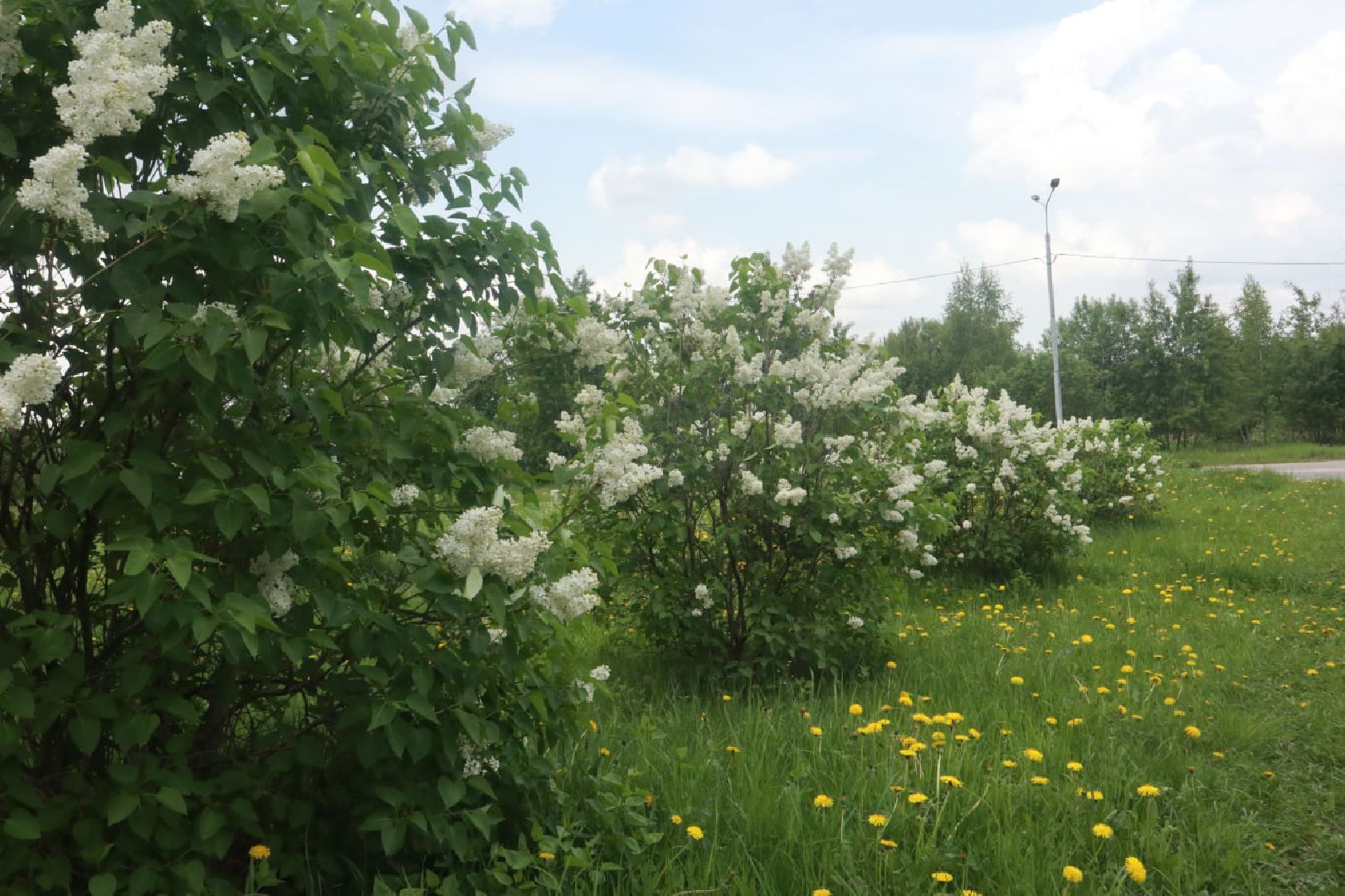 Пущино, экология, благоустройство