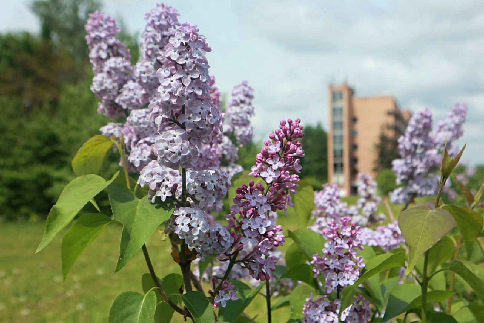 Пущино, экология, благоустройство