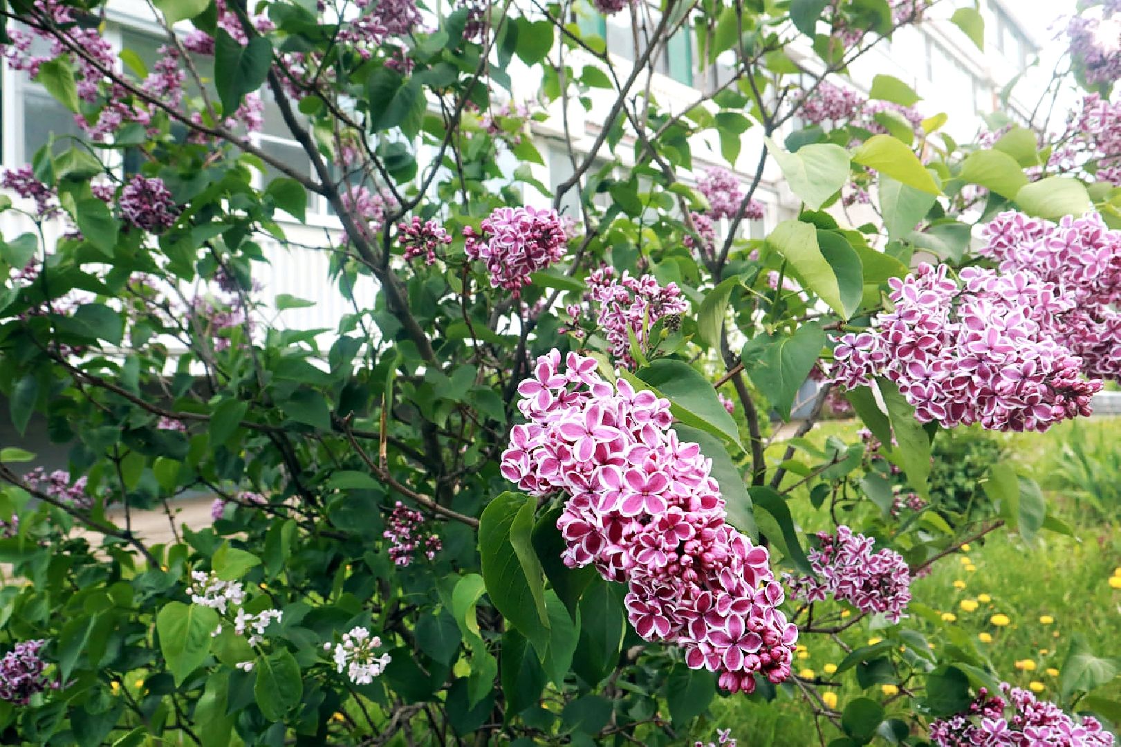 Пущино, экология, благоустройство