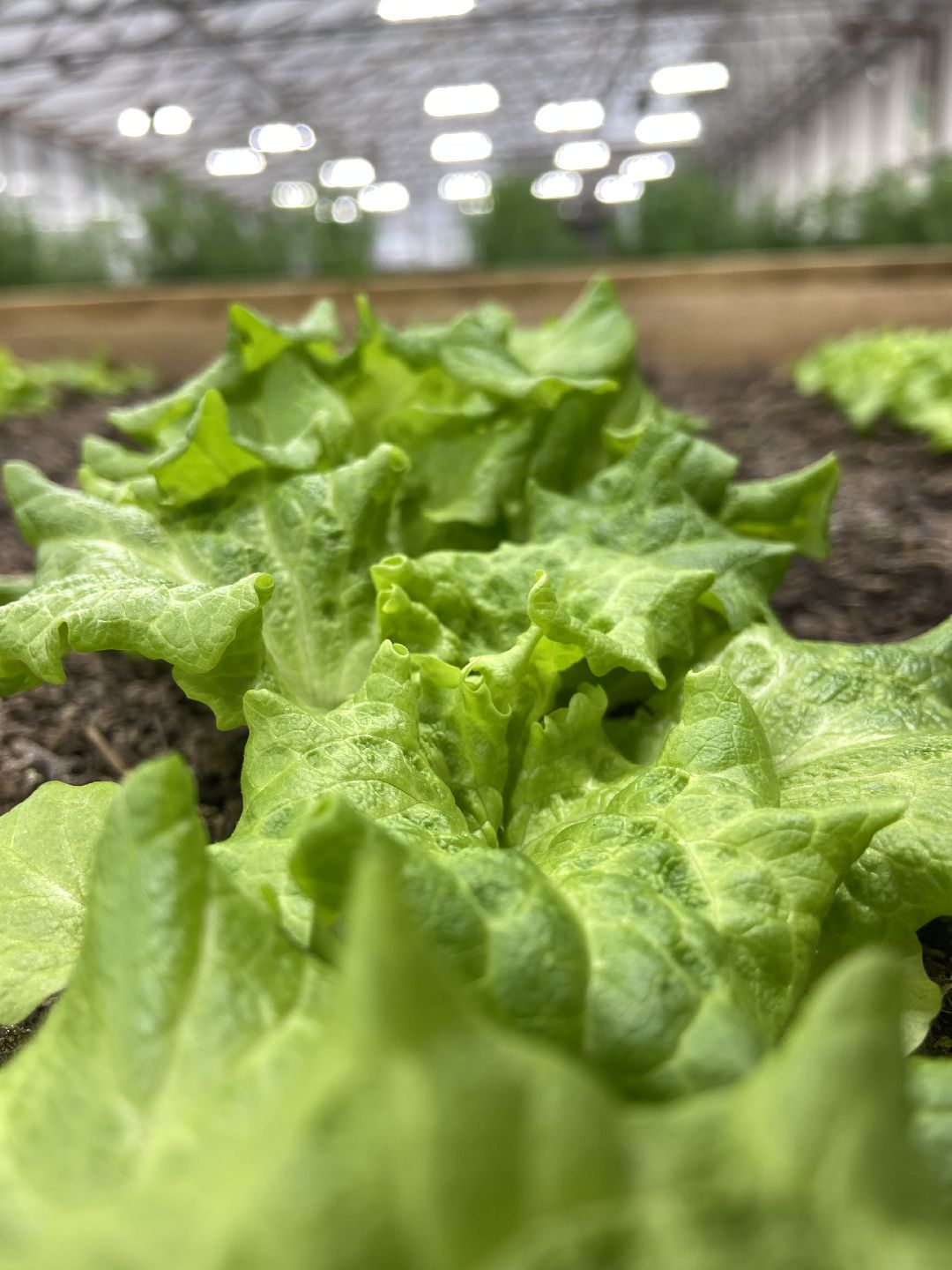 Волоколамск