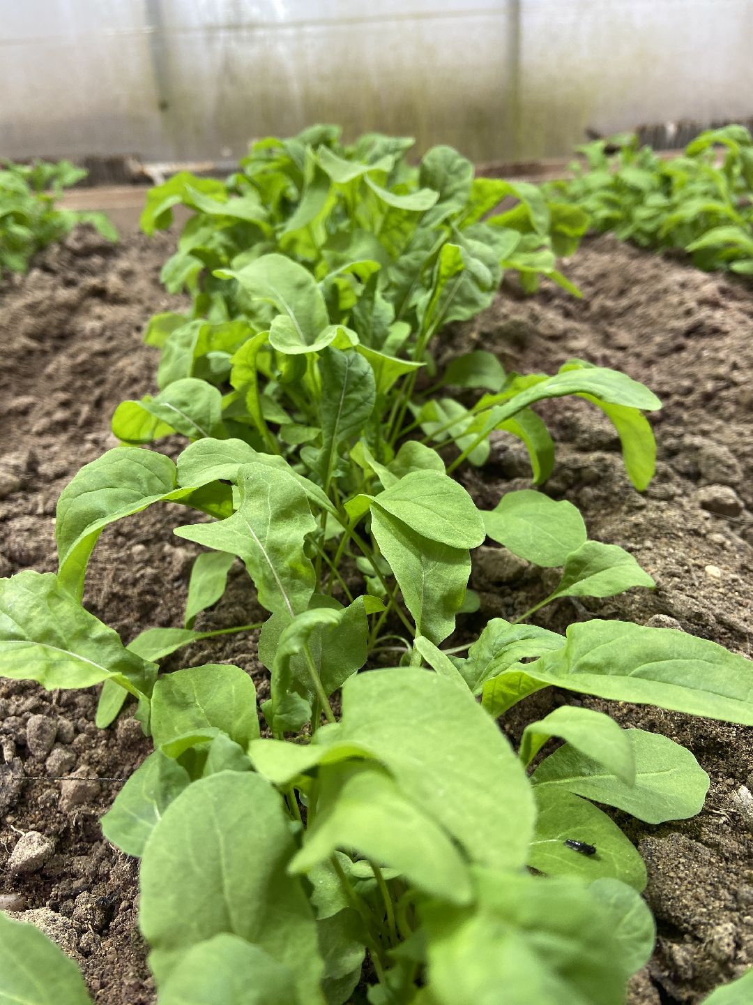 Волоколамск