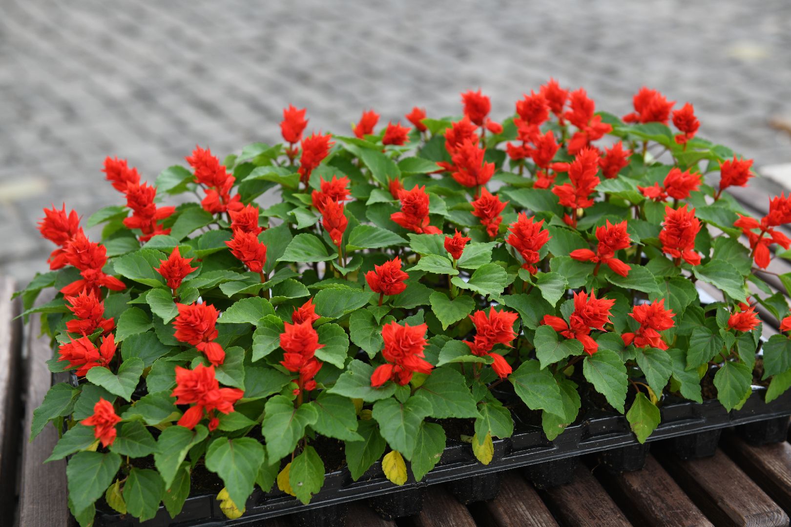 лыткарино, жкх, уборка, цветы,