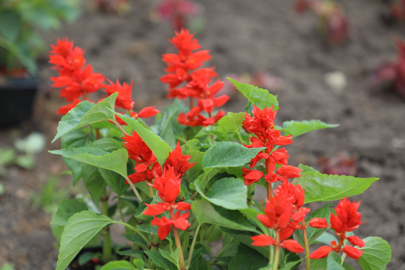 лыткарино, жкх, уборка, цветы,