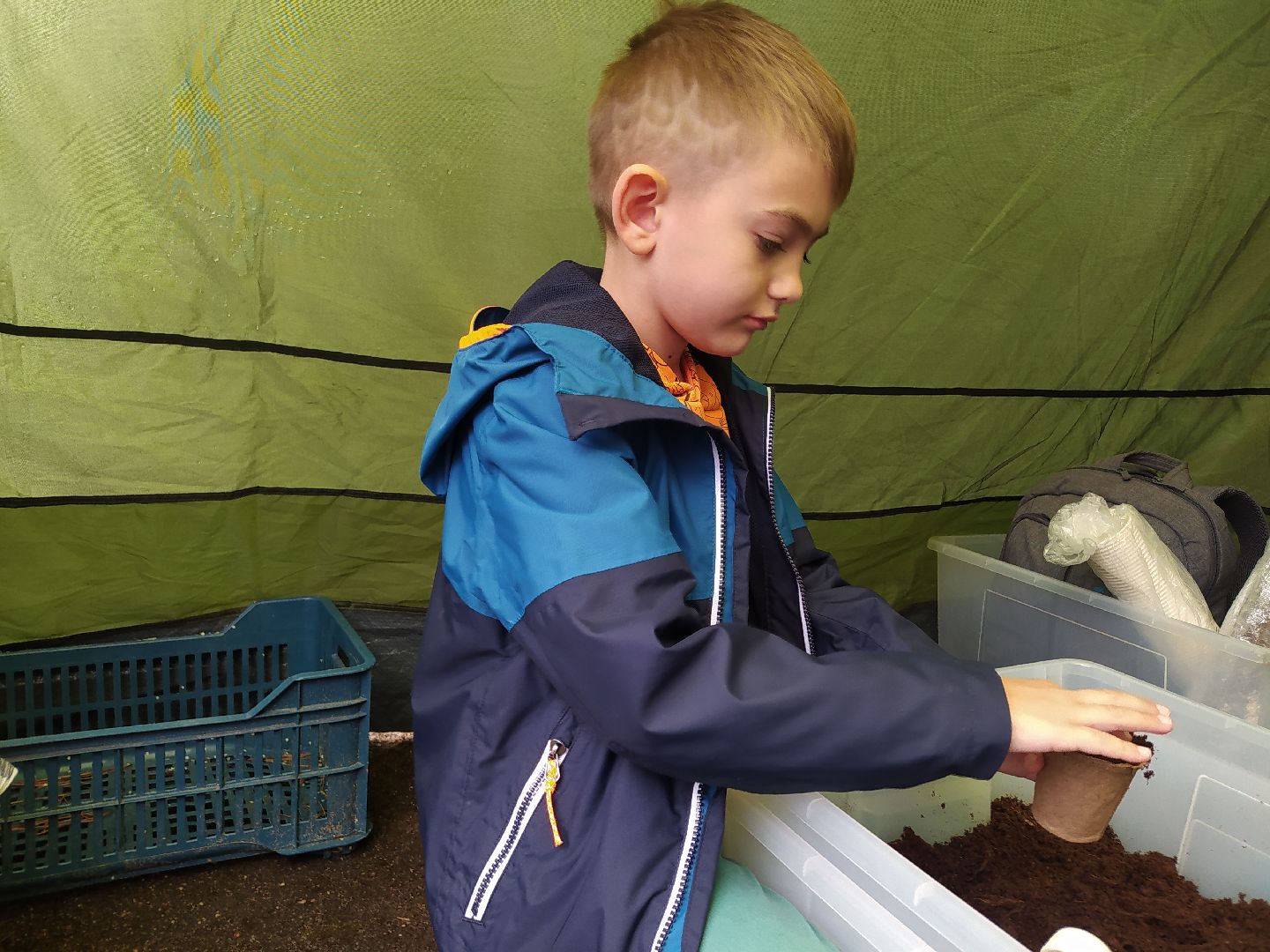 ЭКОфестиваль, деревья, кедр, экология