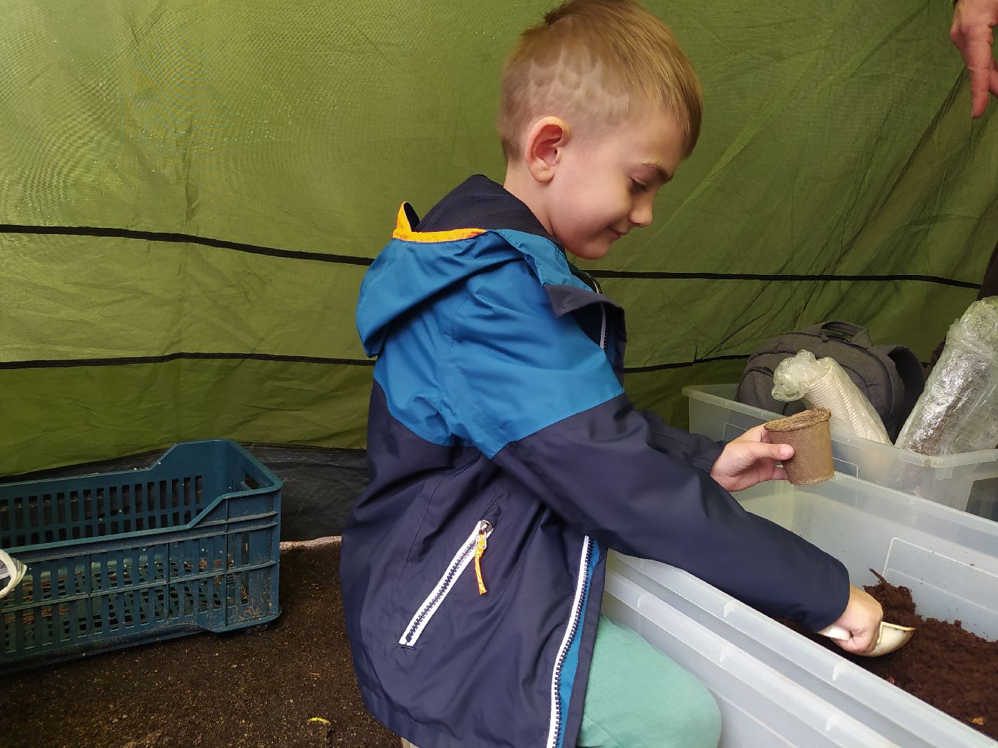 ЭКОфестиваль, деревья, кедр, экология