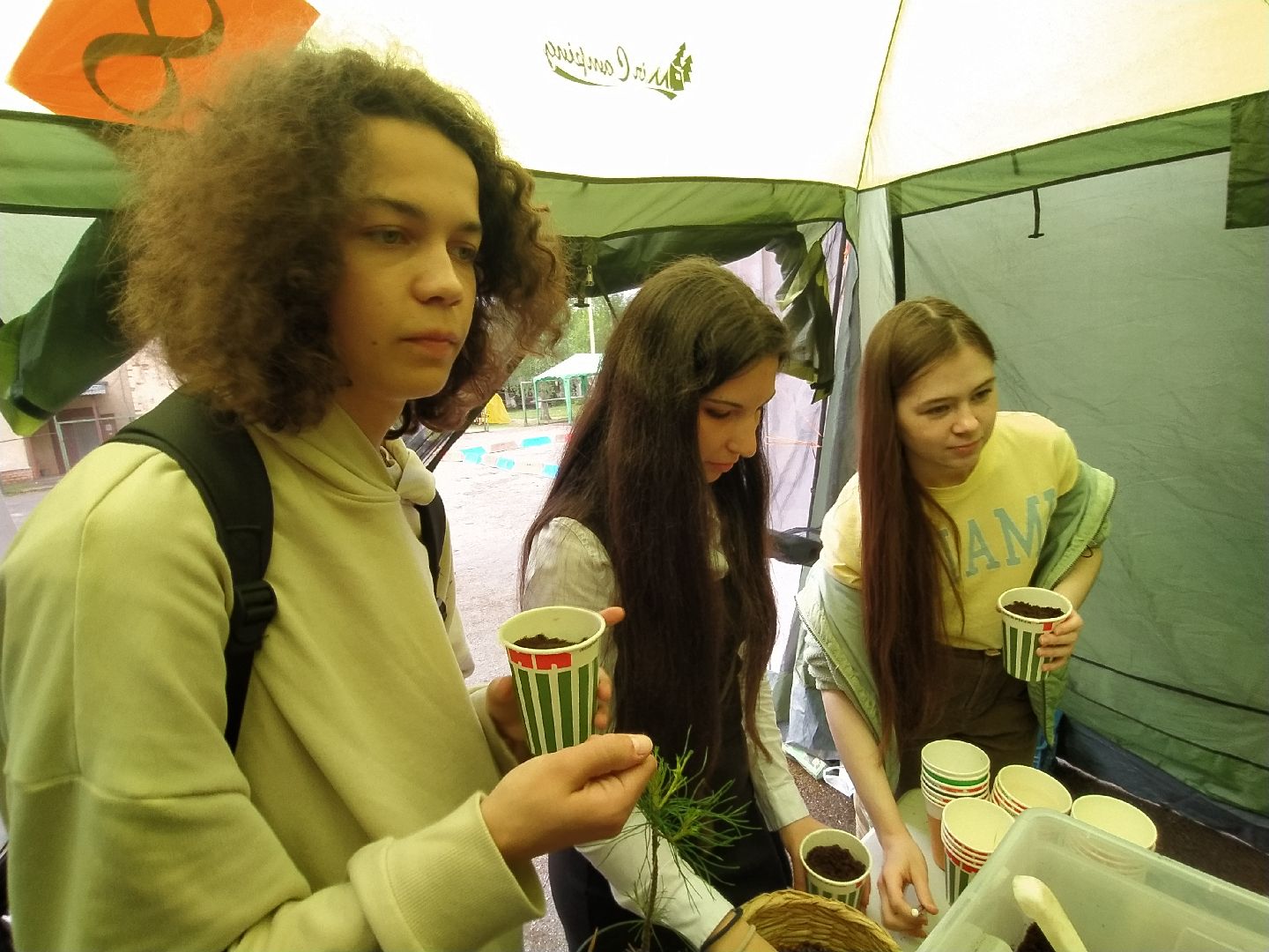 ЭКОфестиваль, деревья, кедр, экология