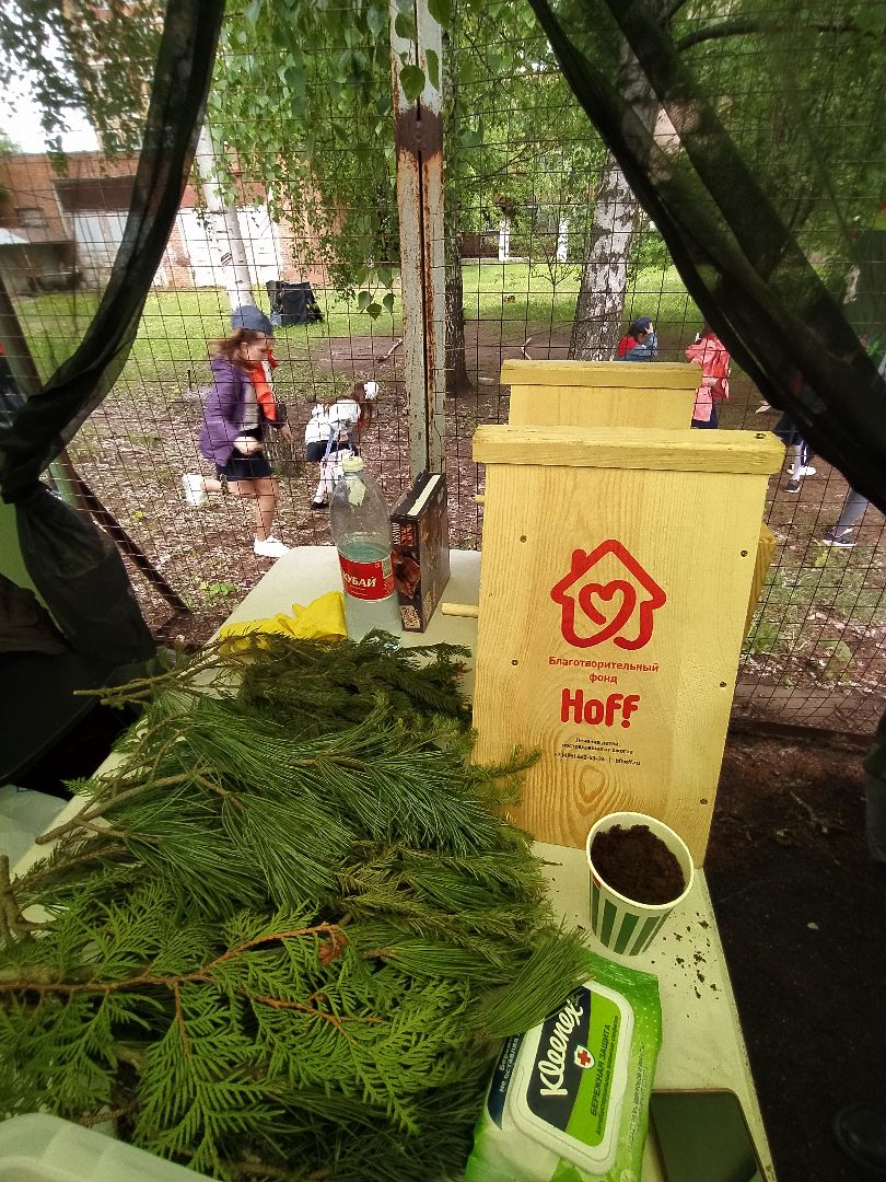 ЭКОфестиваль, деревья, кедр, экология