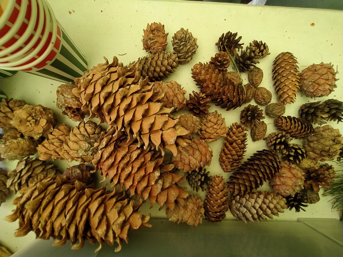 ЭКОфестиваль, деревья, кедр, экология