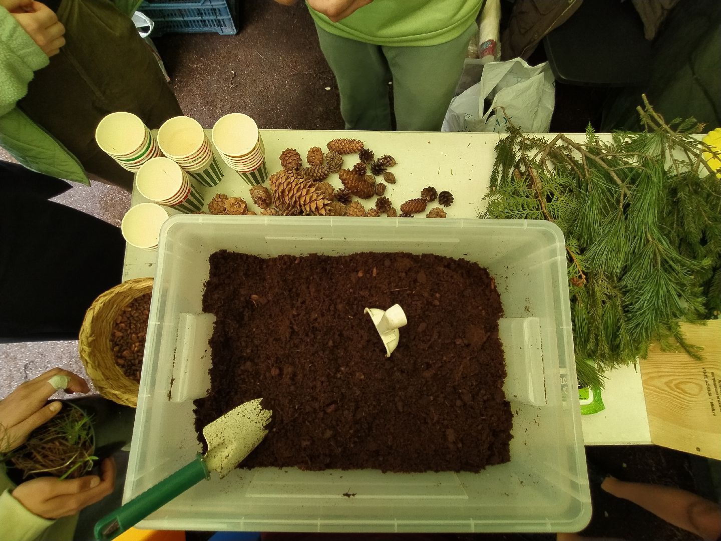 ЭКОфестиваль, деревья, кедр, экология