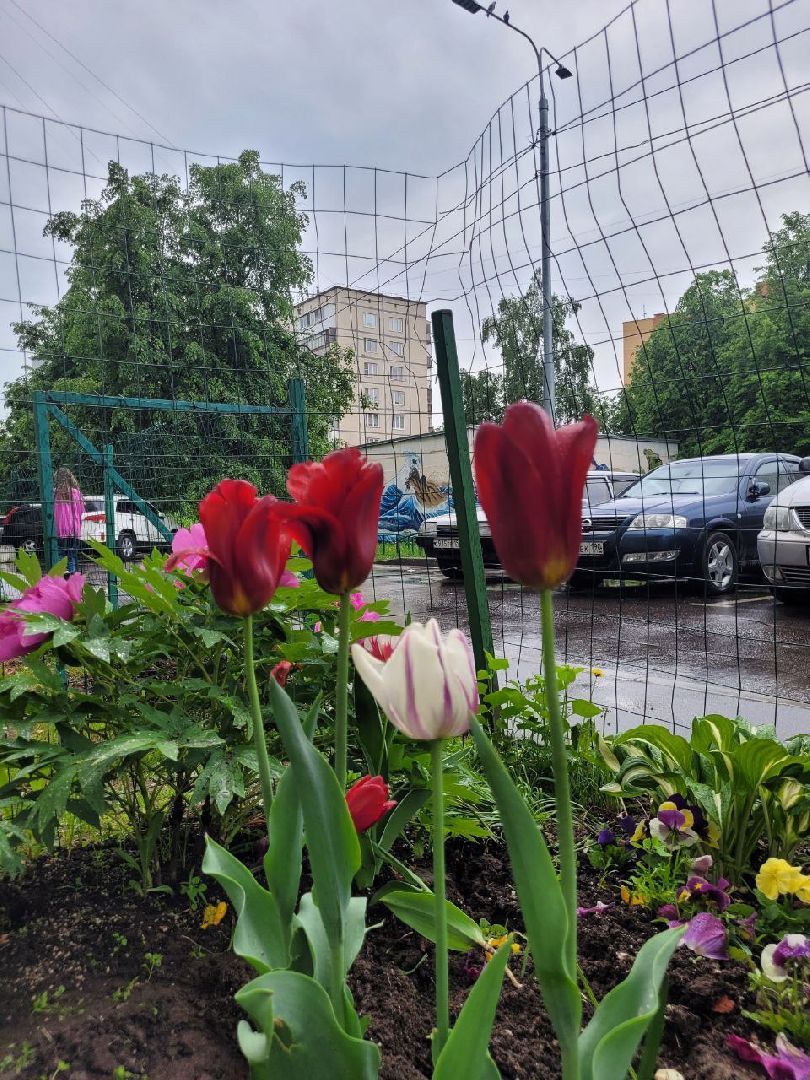 люди; добро; сад; добрые дела