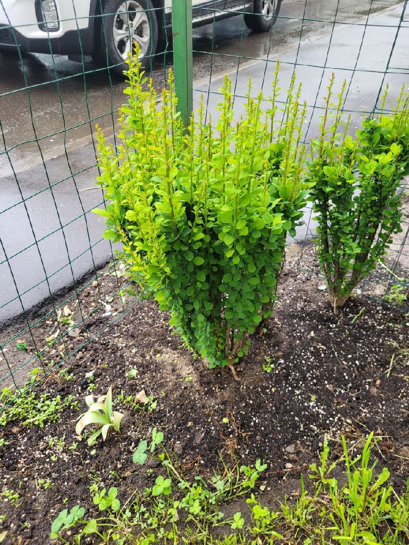 люди; добро; сад; добрые дела