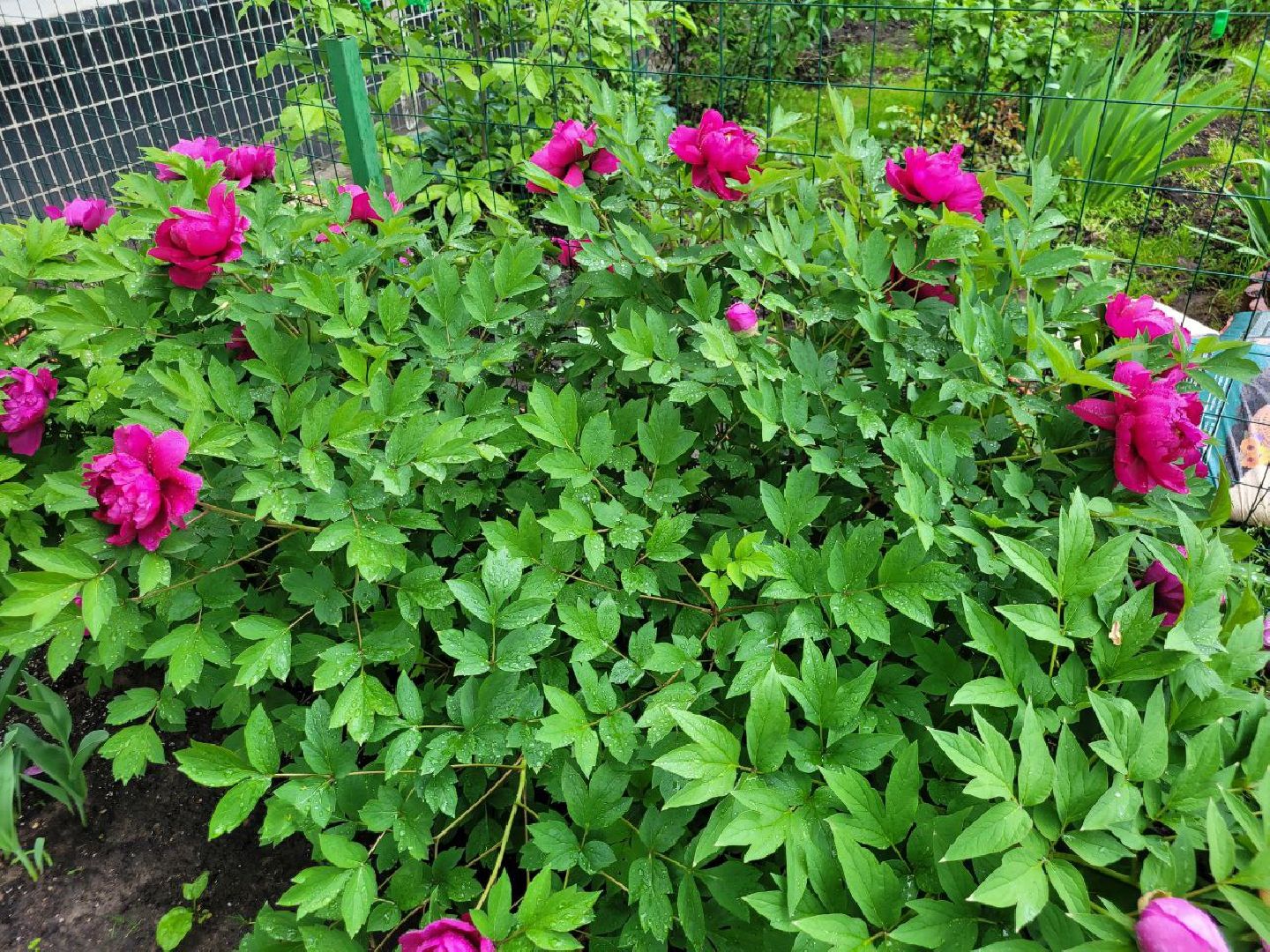 люди; добро; сад; добрые дела