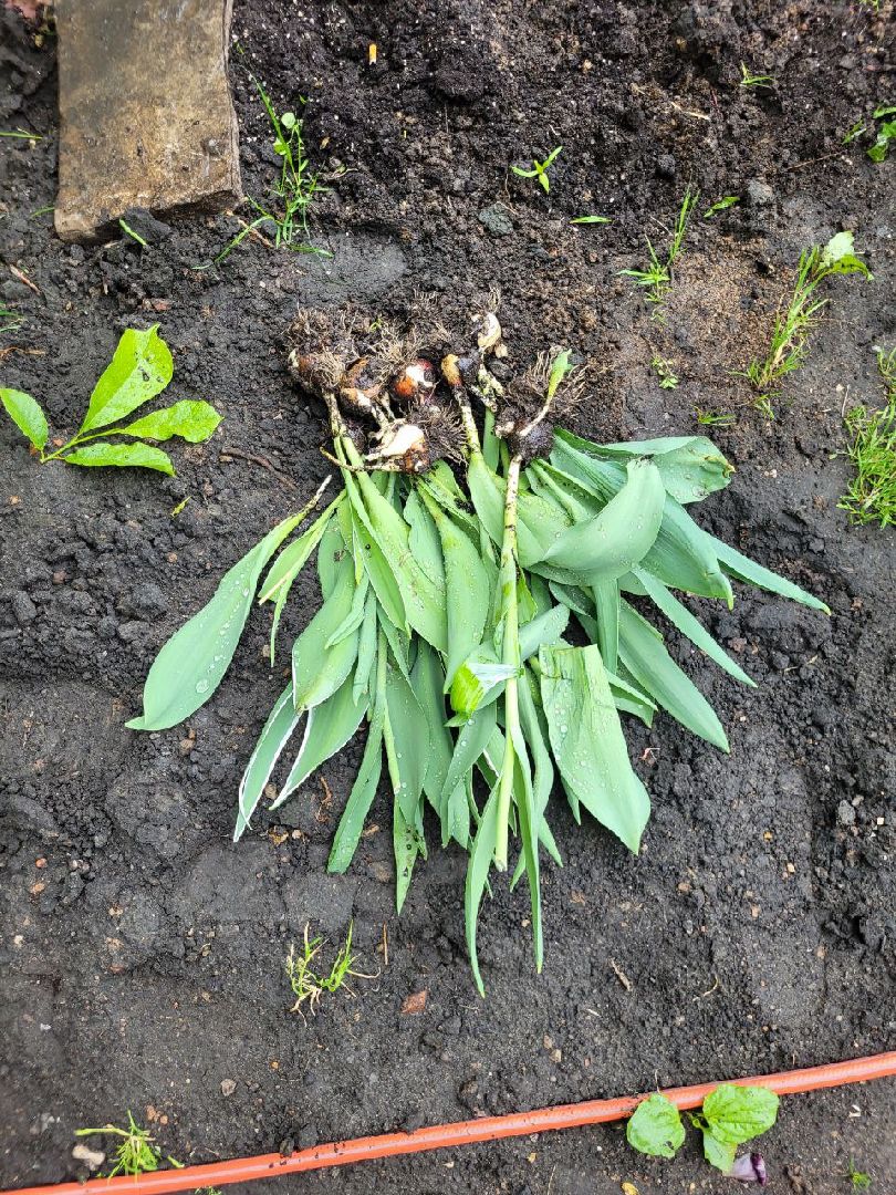 люди; добро; сад; добрые дела